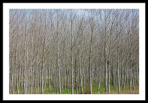 Treeline Italy - Framed Print