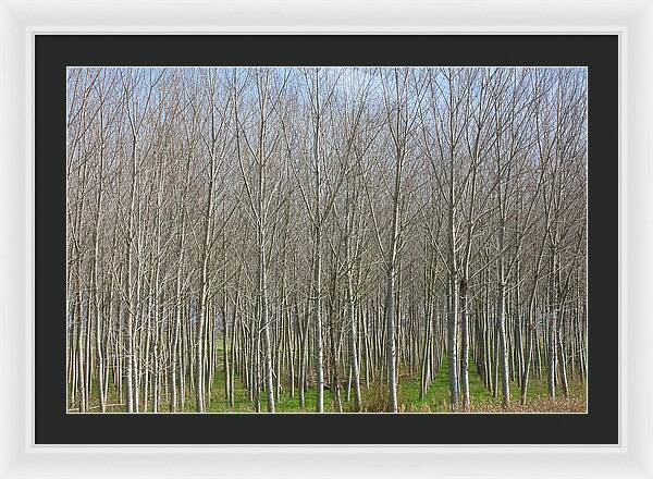 Treeline Italy - Framed Print