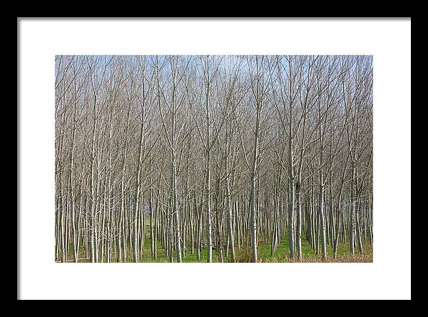 Treeline Italy - Framed Print