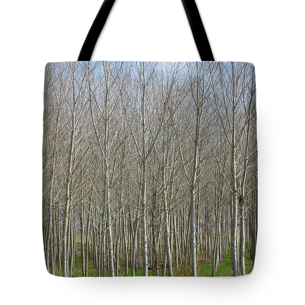 Treeline Italy - Tote Bag