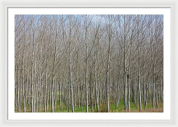 Treeline Italy - Framed Print